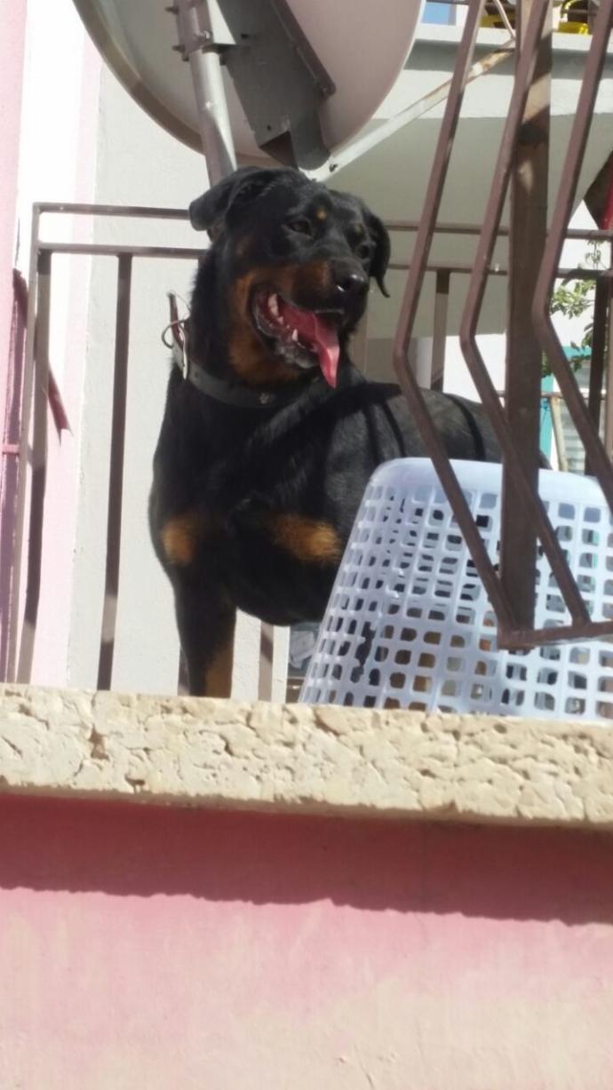 Golden cinsi köpek ıssırır mı? Neden ben peki?