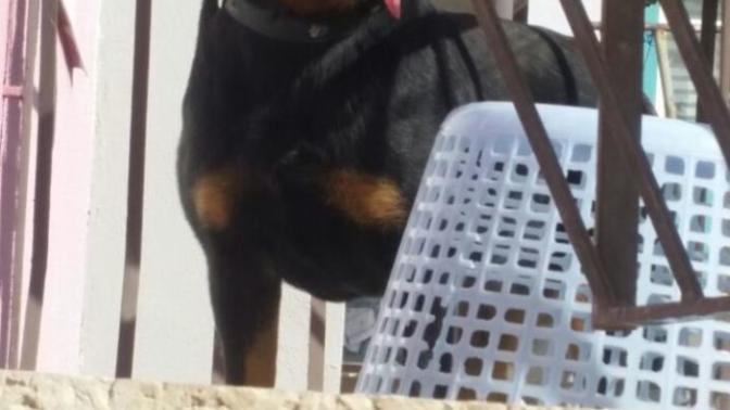 Golden cinsi köpek ıssırır mı? Neden ben peki?