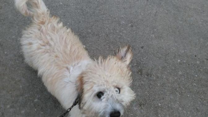 Sokak köpekleri köpeğime saldırıyor?
