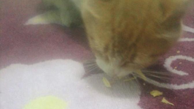 Sizin kedinizde cips yiyor mu yoksa benimkinde mi anormallik :D?