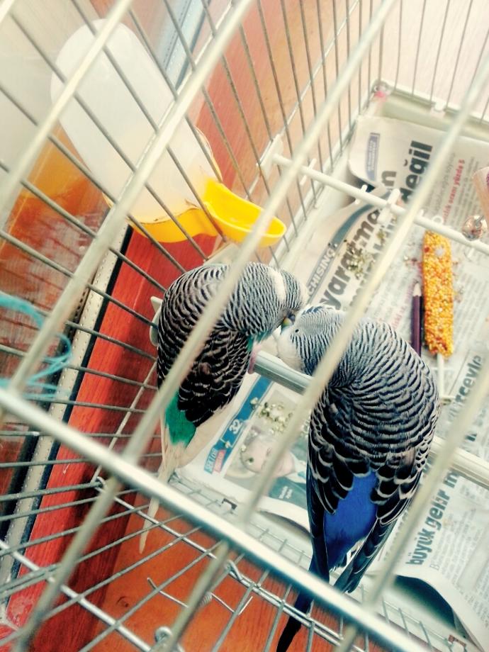 Kuşlarım sürekli öpüşüyor normal mi 🐦?