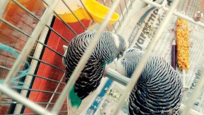 Kuşlarım sürekli öpüşüyor normal mi 🐦?