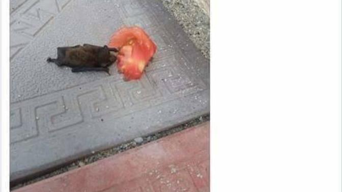 Yarasaya Domates Verdim Ölürmüyüm?