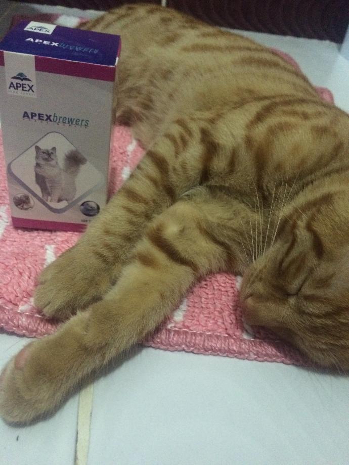 Apex brewers'in fazlası kedi için zararlı mıdır?