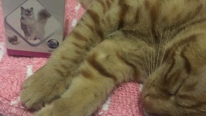 Apex brewers'in fazlası kedi için zararlı mıdır?