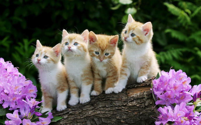 Kuş mu kedi mi yoksa köpek mi daha tatlı?