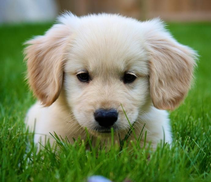 Kuş mu kedi mi yoksa köpek mi daha tatlı?