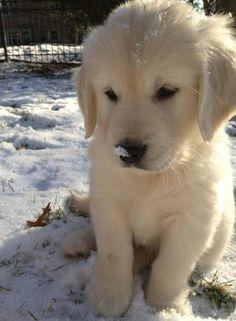 Kuş mu kedi mi yoksa köpek mi daha tatlı?