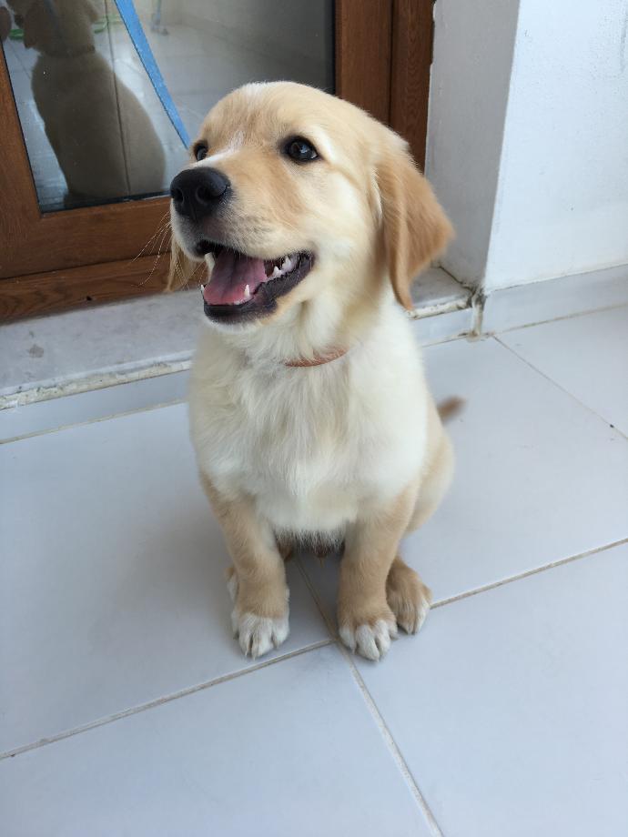Nasılmış Benim Macar Golden Yavrum?