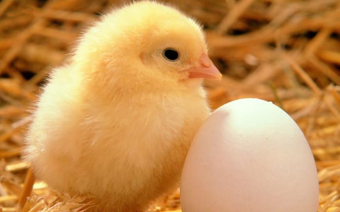Yavru tavşan mı yoksa civciv mi daha tatlı?