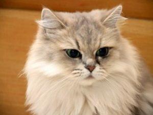 Chinchilla Kedi Türü Nasıldır? Almalı mıyım?