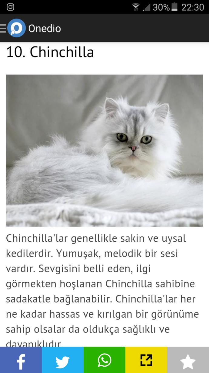 Chinchilla Kedi Türü Nasıldır? Almalı mıyım?