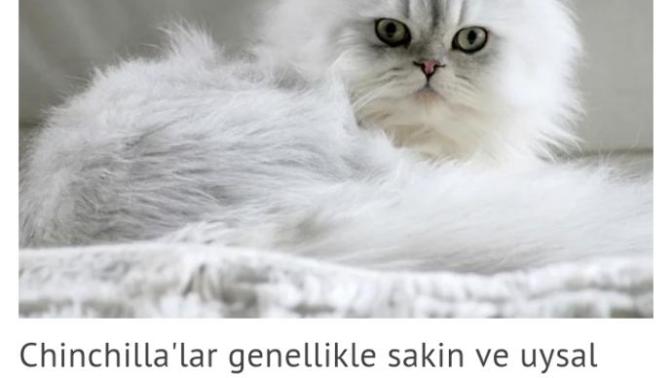 Chinchilla Kedi Türü Nasıldır? Almalı mıyım?