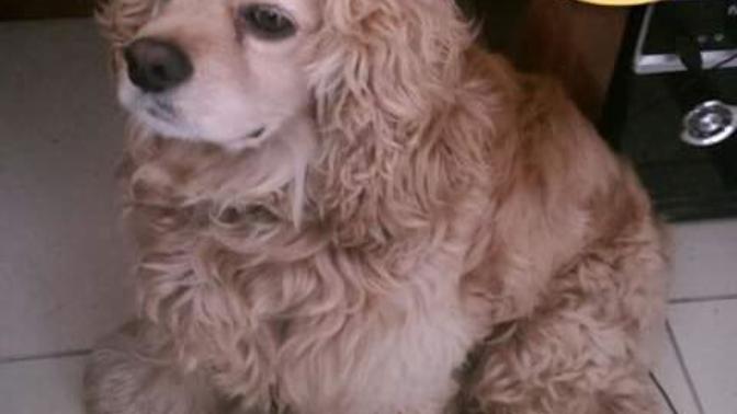 Köpeğim yabancıları ısırıyor?