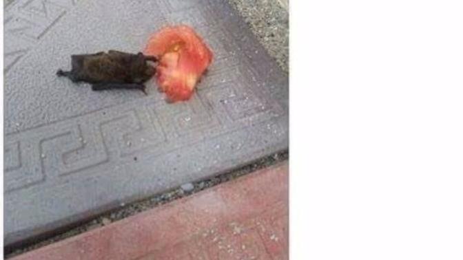 Yarasa domates yese kan yapar mı :o?