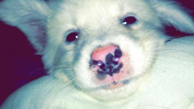 Köpeğimin cinsi ne?