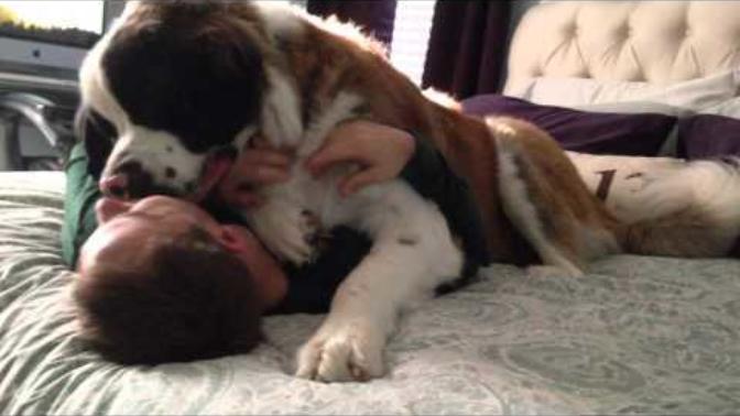 Bu köpek İzmir'de bakılırmı St Bernard? ?