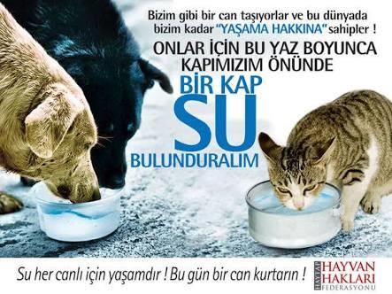 Minik dostlarımız için kapının önünde 1 kap su ve 1 kap mama bulunduruyor musunuz?