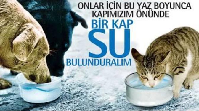 Minik dostlarımız için kapının önünde 1 kap su ve 1 kap mama bulunduruyor musunuz?