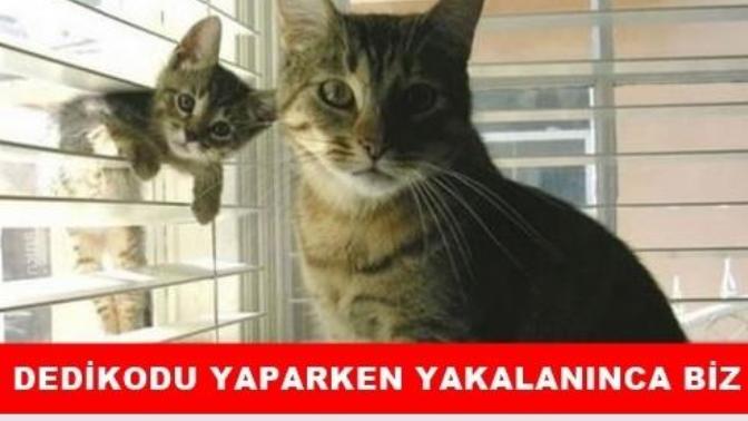 Kızlar, Dedikodu yapmak için kaç kişi bir araya gelmeli?