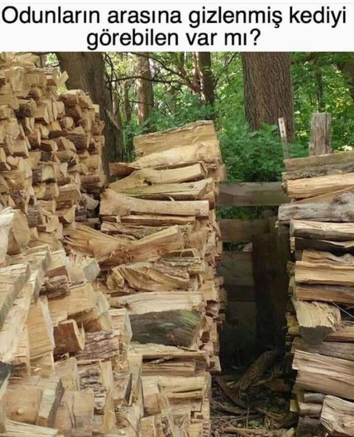 Kedi nerde gencler ???