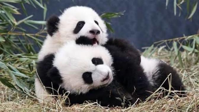 Panda seven vaaaaarmi?