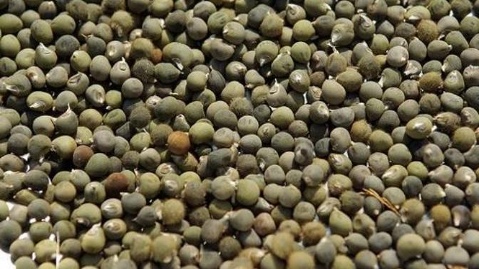 Menisküs sorunu olanlar, doğal  bir  yöntem ile kurtulmak mümkün detay lütfen?