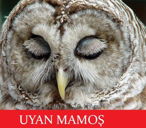 Saat kaçta uyanırsınız?