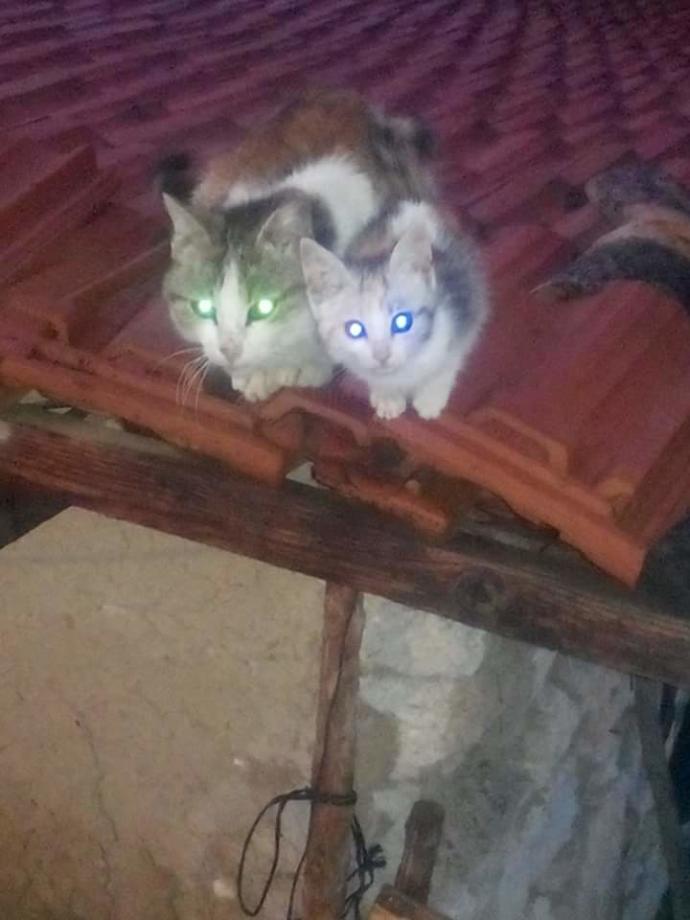 Sizce, kadınlar mı yoksa erkekler mi daha iyi birer ebeveyn oluyor?