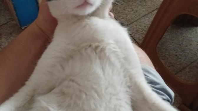 Sizce Bu ne Bakışı? 😂 Kedim Haşmet😂 ?