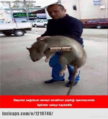 Splinter usta vefat etmiş, haberiniz var mı?