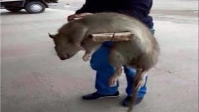 Splinter usta vefat etmiş, haberiniz var mı?