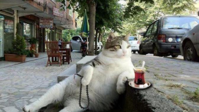 Türk Kedisi mi Rus Kedisi mi?