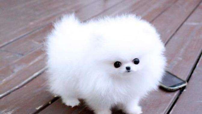 Şu köpekleri nasıl buluyorsunuz çok tatlı değil mi 😄?