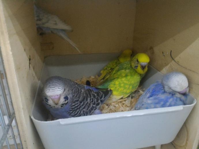 20 tane muhabbet kuşu sesi düşünün komşuyu rahatsız eder mi (foto içerir)?