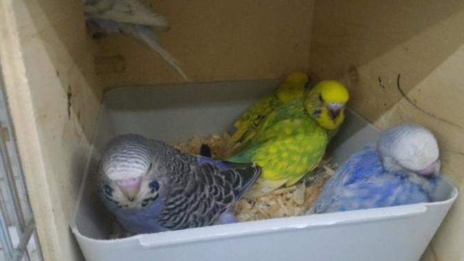20 tane muhabbet kuşu sesi düşünün komşuyu rahatsız eder mi (foto içerir)?