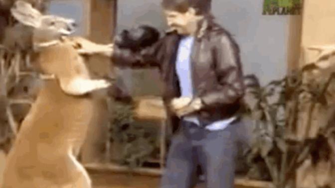 Evinizde Kanguru Besleseniz İsmini Ne Koyardınız Ne Neden O İsmi Tercih Ettiniz Söyler Misiniz?