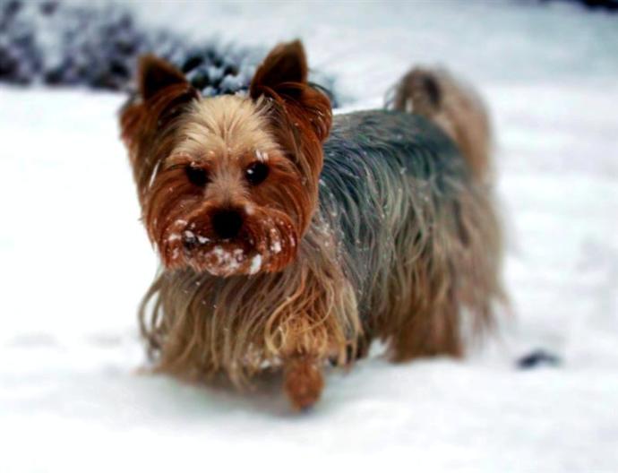 Süs köpeklerini sever misiniz 🐩 ?