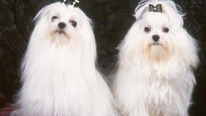 Süs köpeklerini sever misiniz 🐩 ?