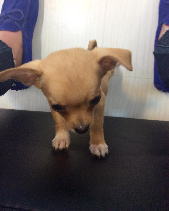 Sevgilim bana bu köpeği almış sizce fakir mi ( resimli )?