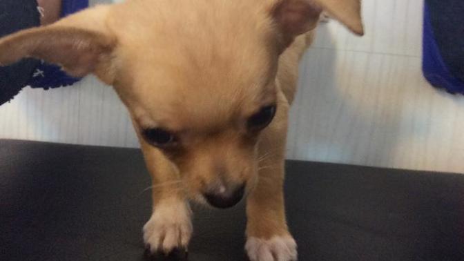 Sevgilim bana bu köpeği almış sizce fakir mi ( resimli )?
