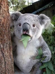 Evde beslemek için Koala almak istiyorum. 😃 Nasıl alabilirim?