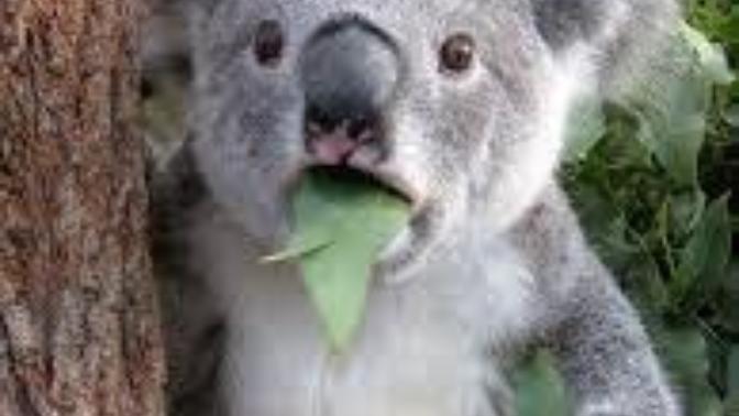 Evde beslemek için Koala almak istiyorum. 😃 Nasıl alabilirim?