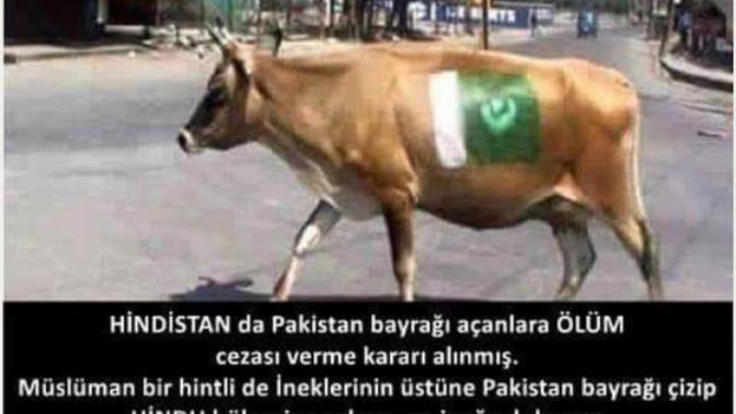 Hindistan'da ineğe Pakistan bayrağı resmi çizseler ne olur sizce?