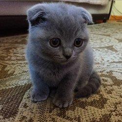 Bu kediye hangi isim yakışır sizce 😺😸😹😻 ?