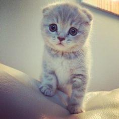 Bu kediye hangi isim yakışır sizce 😺😸😹😻 ?