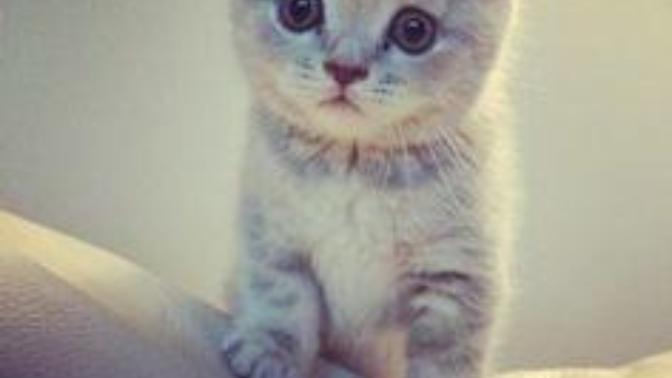 Bu kediye hangi isim yakışır sizce 😺😸😹😻 ?