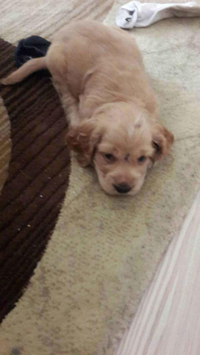 40 günlük safkan cocker ortalama ne kadar isterler bu cinsin huyları nedir köpek sahiplenrken neye dikkat etmem gerekir?