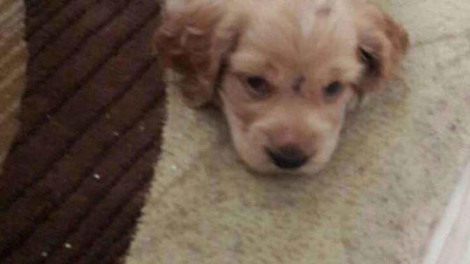 40 günlük safkan cocker ortalama ne kadar isterler bu cinsin huyları nedir köpek sahiplenrken neye dikkat etmem gerekir?