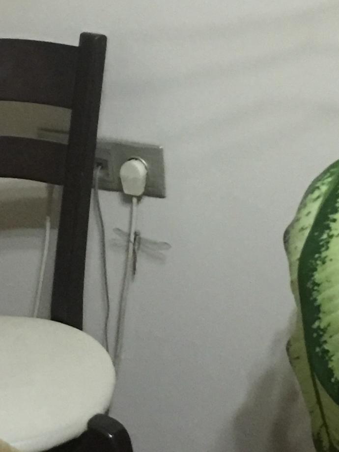 Bu ne böceği arkadaslar?